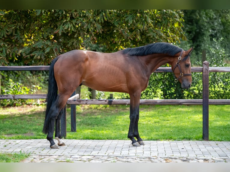 Zangersheide Hengst 3 Jaar 159 cm Bruin in Wijchmaal