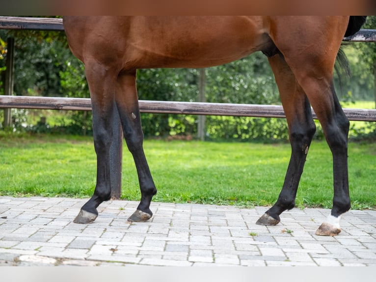 Zangersheide Hengst 3 Jaar 159 cm Bruin in Wijchmaal