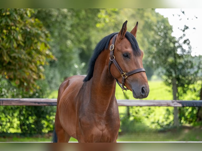 Zangersheide Hengst 3 Jaar 159 cm Bruin in Wijchmaal