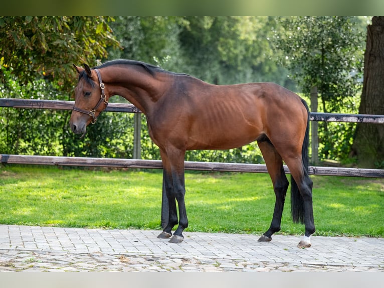 Zangersheide Hengst 3 Jaar 159 cm Bruin in Wijchmaal