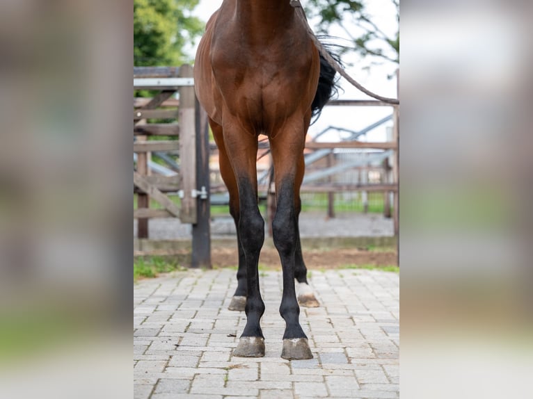 Zangersheide Hengst 3 Jaar 159 cm Bruin in Wijchmaal