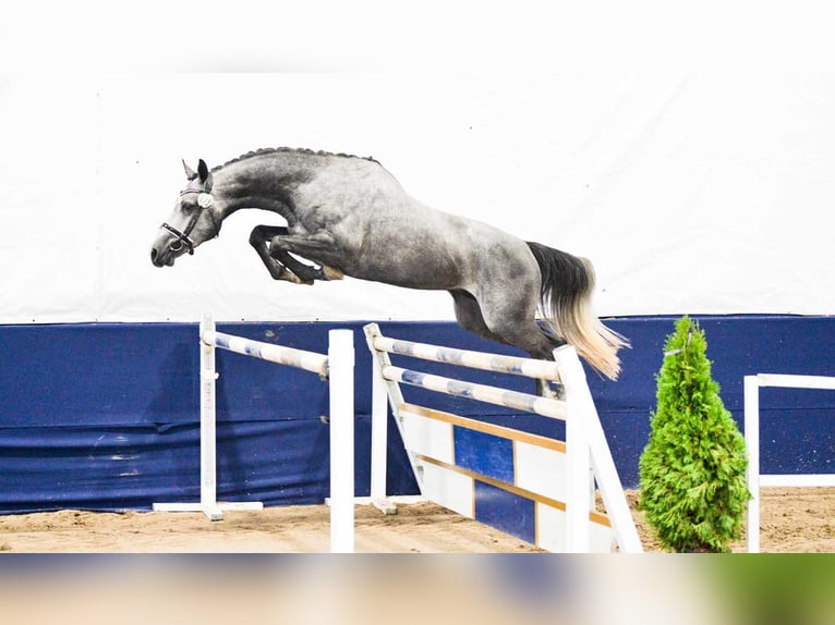 Zangersheide Hengst 3 Jaar 160 cm Schimmel in Brynek