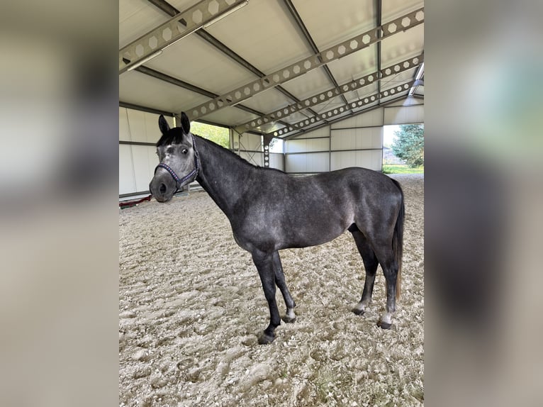 Zangersheide Hengst 3 Jaar 160 cm Schimmel in Brynek