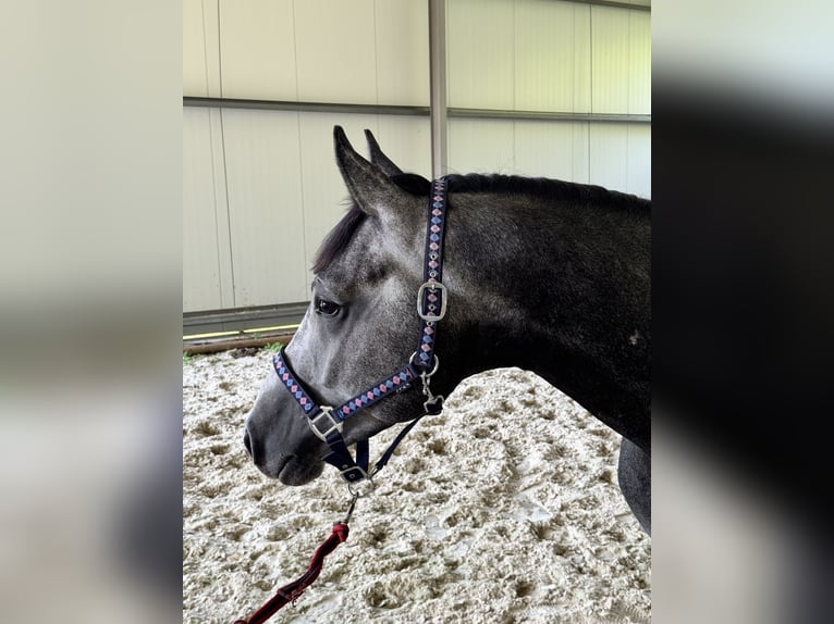 Zangersheide Hengst 3 Jaar 160 cm Schimmel in Brynek