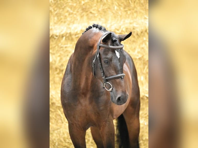 Zangersheide Hengst 3 Jaar 162 cm Donkerbruin in Bladel