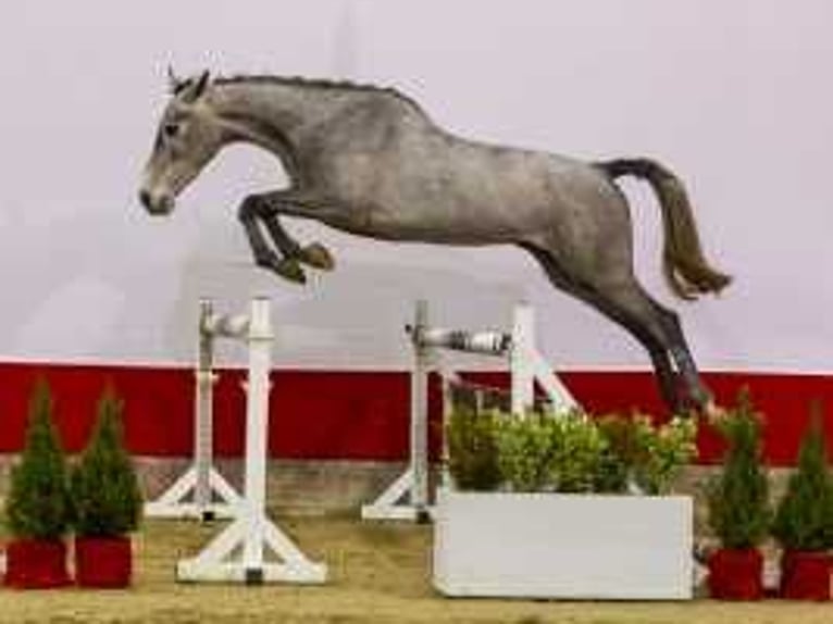 Zangersheide Hengst 3 Jaar 163 cm Bruin in Waddinxveen