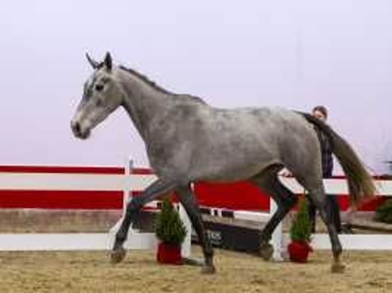 Zangersheide Hengst 3 Jaar 163 cm Bruin in Waddinxveen