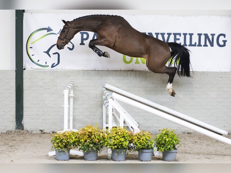Zangersheide Hengst 3 Jaar 163 cm  in Heerde