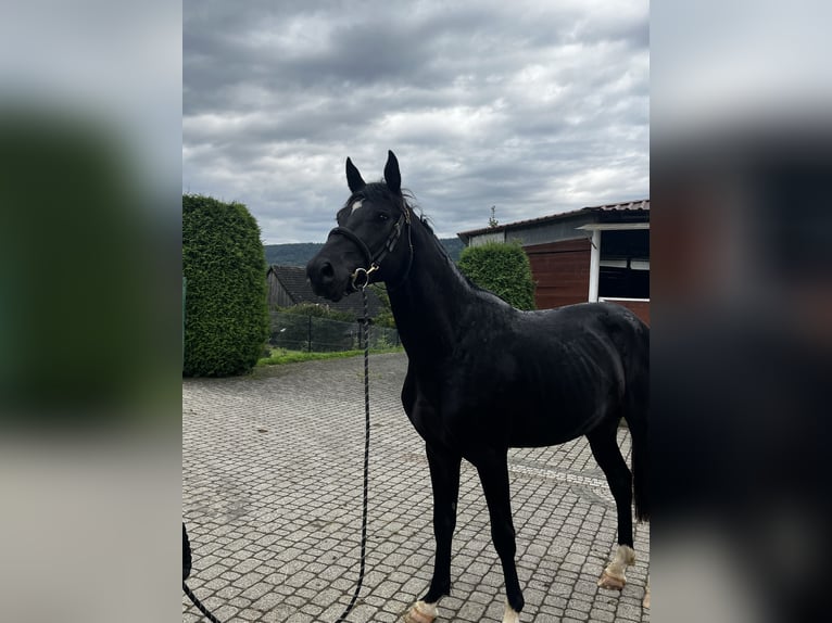 Zangersheide Hengst 3 Jaar 163 cm Zwart in Zakrzów