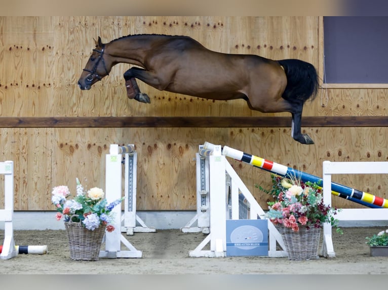 Zangersheide Hengst 3 Jaar 164 cm Bruin in Kinrooi