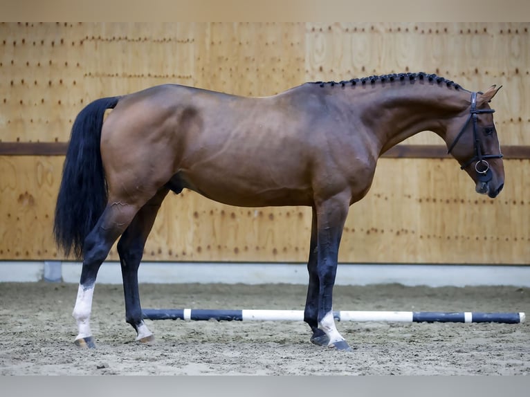 Zangersheide Hengst 3 Jaar 164 cm Bruin in Kinrooi