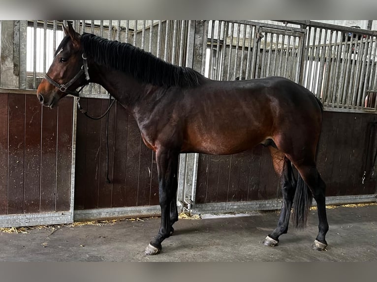 Zangersheide Hengst 3 Jaar 164 cm Bruin in Swifterbant