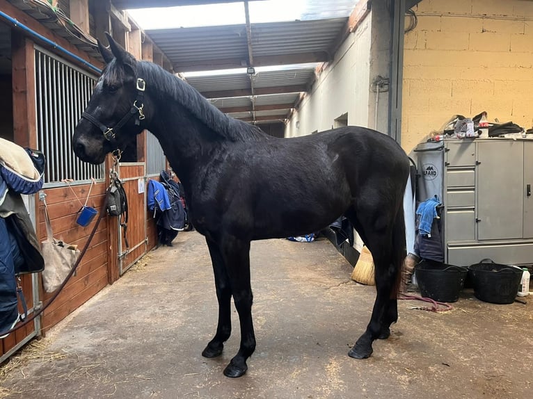 Zangersheide Hengst 3 Jaar 164 cm Zwart in Orbec