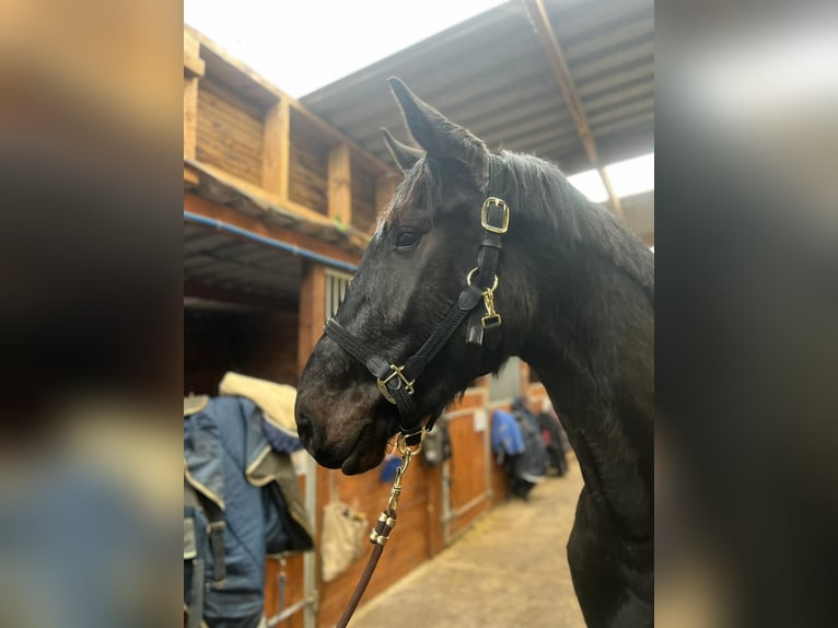 Zangersheide Hengst 3 Jaar 164 cm Zwart in Orbec