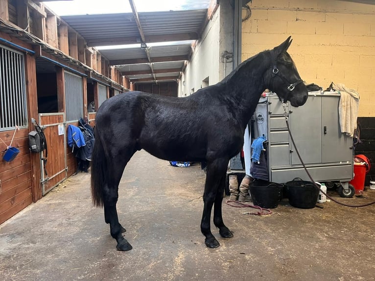 Zangersheide Hengst 3 Jaar 164 cm Zwart in Orbec