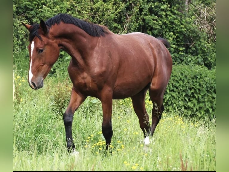Zangersheide Hengst 3 Jaar 165 cm Bruin in Sainte-Croix