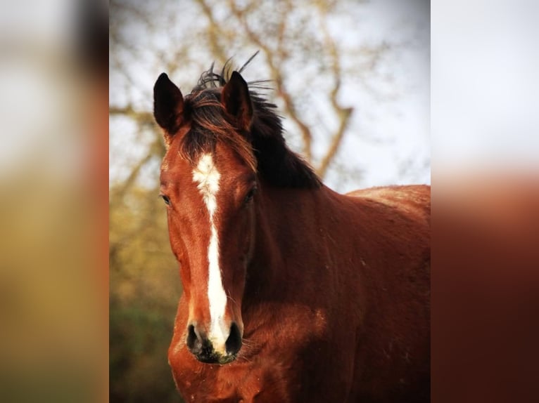 Zangersheide Hengst 3 Jaar 165 cm Bruin in Sainte-Croix