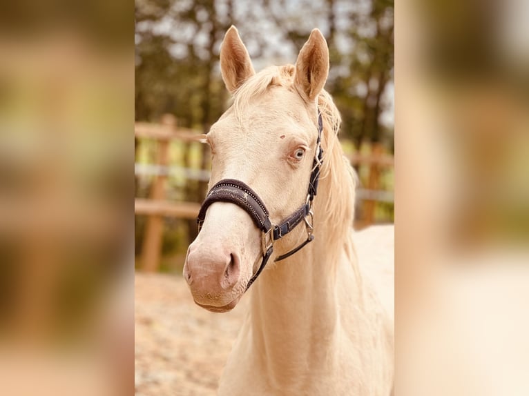 Zangersheide Hengst 3 Jaar 165 cm Cremello in Bremen