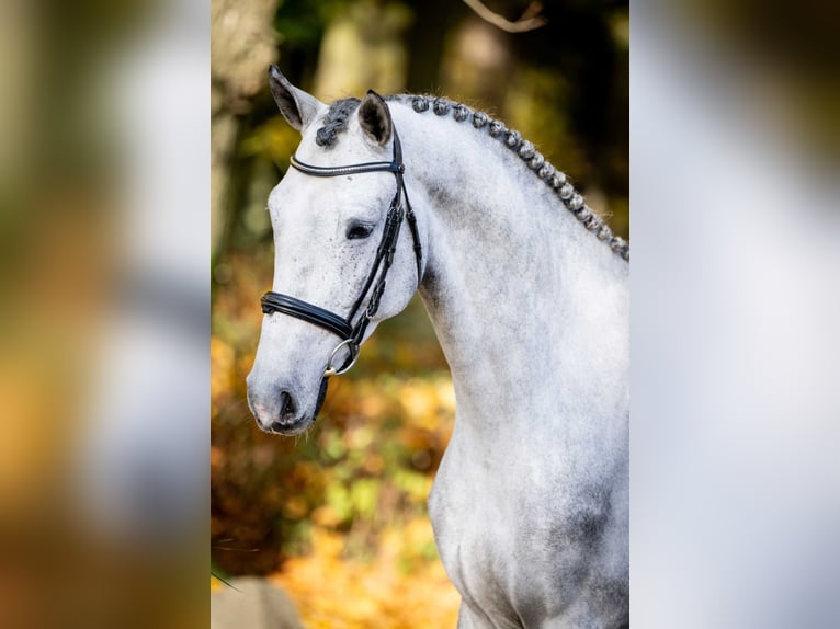 Zangersheide Hengst 3 Jaar 165 cm Schimmel in Poznań