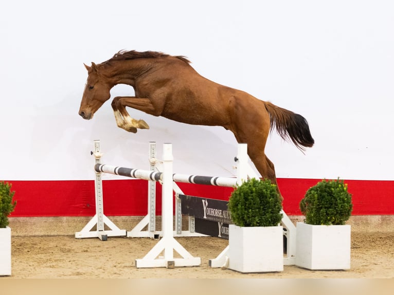Zangersheide Hengst 3 Jaar 165 cm Vos in Waddinxveen