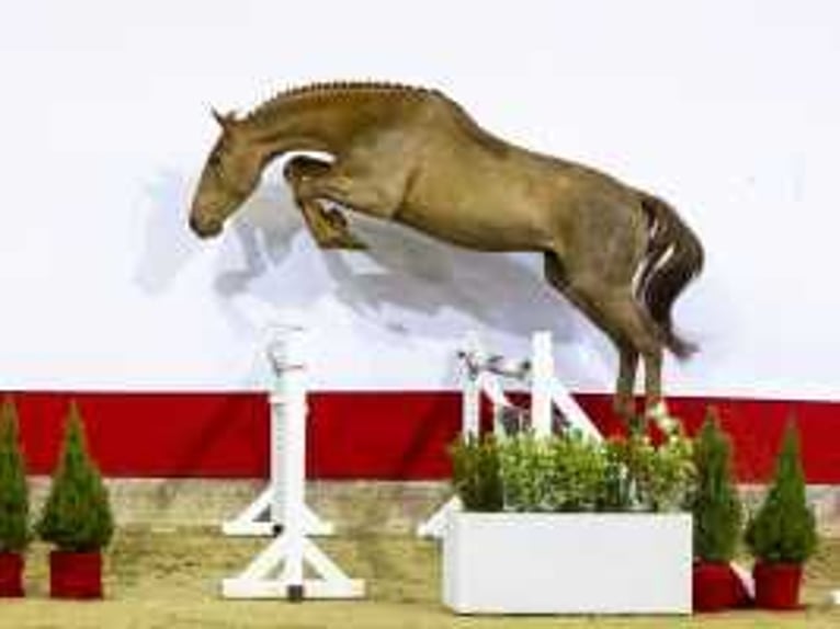 Zangersheide Hengst 3 Jaar 166 cm Vos in Waddinxveen