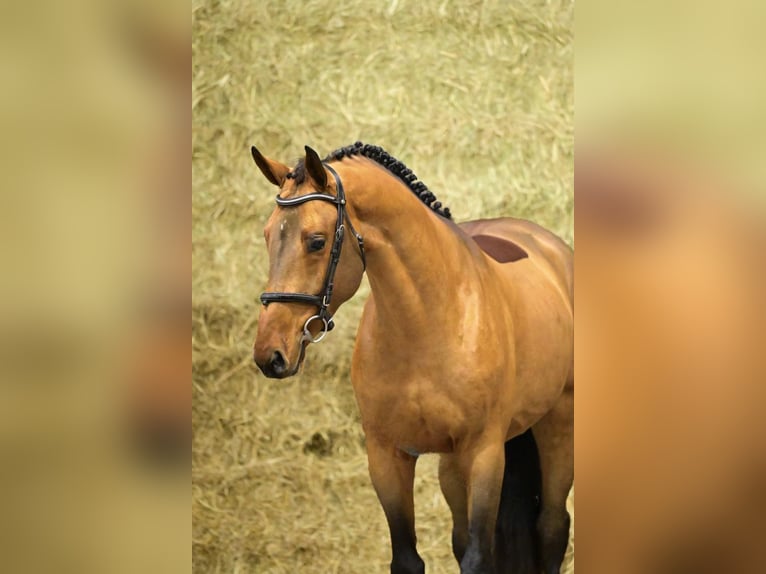 Zangersheide Hengst 3 Jaar 167 cm Bruin in Bladel