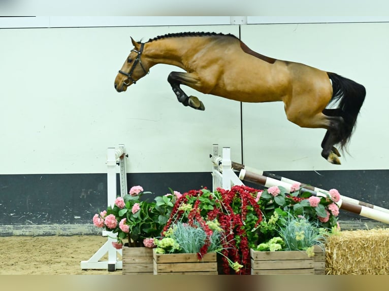 Zangersheide Hengst 3 Jaar 167 cm Bruin in Bladel