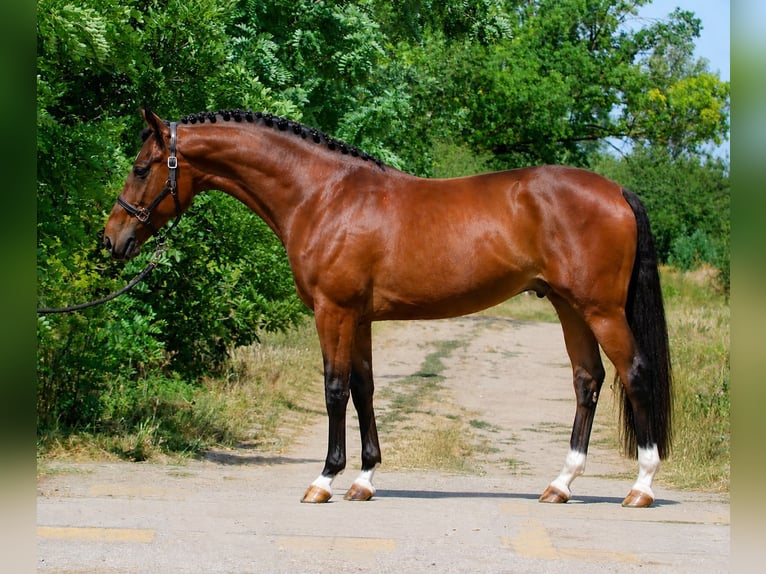 Zangersheide Hengst 3 Jaar 167 cm Bruin in Gyomaendrōd
