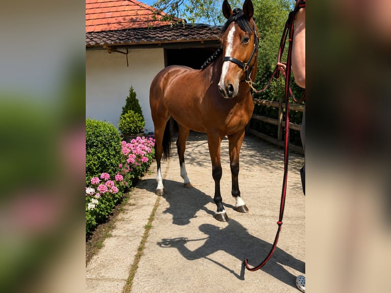 Zangersheide Hengst 3 Jaar 167 cm Bruin in Gyomaendrōd