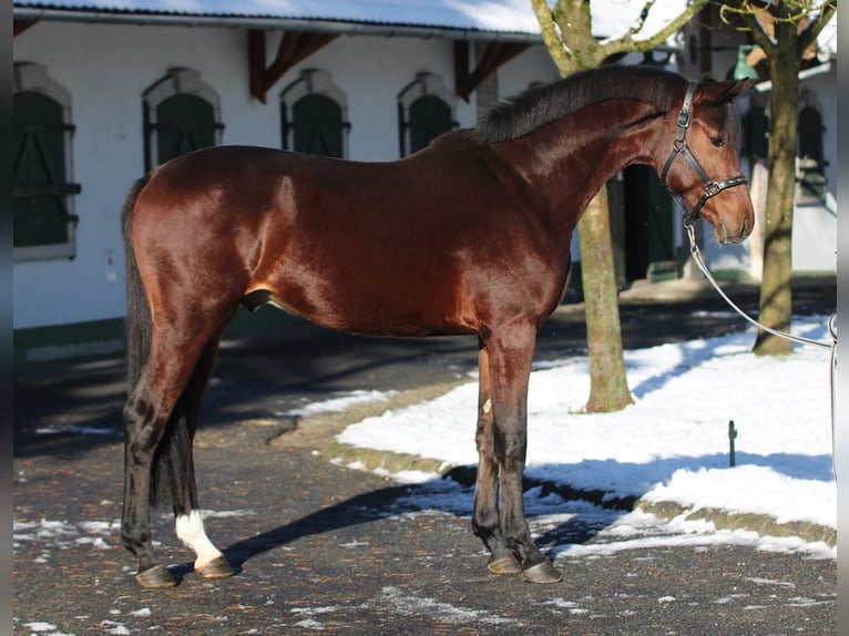 Zangersheide Hengst 3 Jaar 167 cm Bruin in Halbenrain