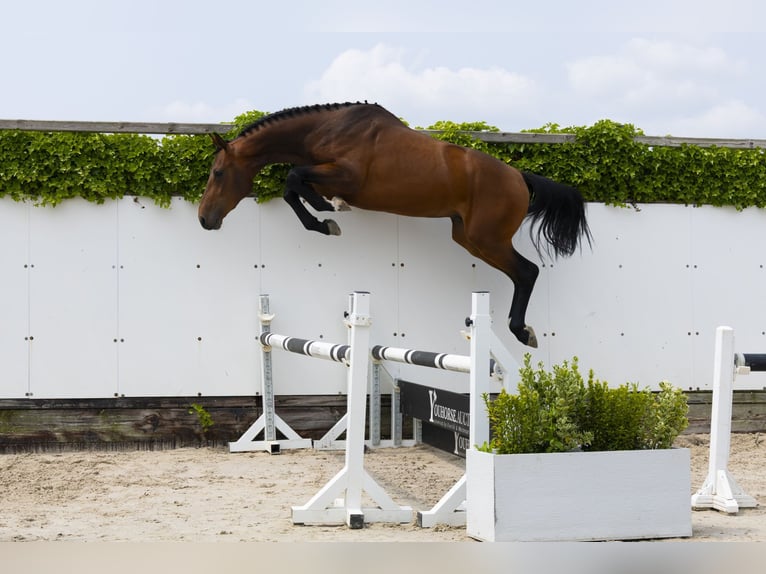 Zangersheide Hengst 3 Jaar 167 cm Bruin in Waddinxveen