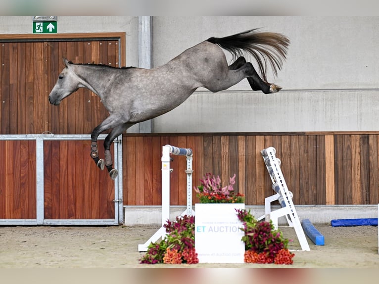 Zangersheide Hengst 3 Jaar 167 cm Schimmel in Zelle