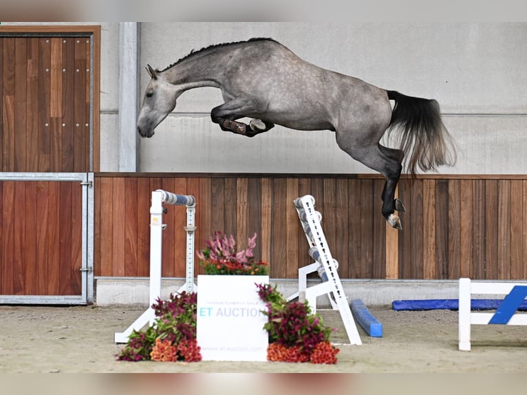Zangersheide Hengst 3 Jaar 167 cm Schimmel in Zelle