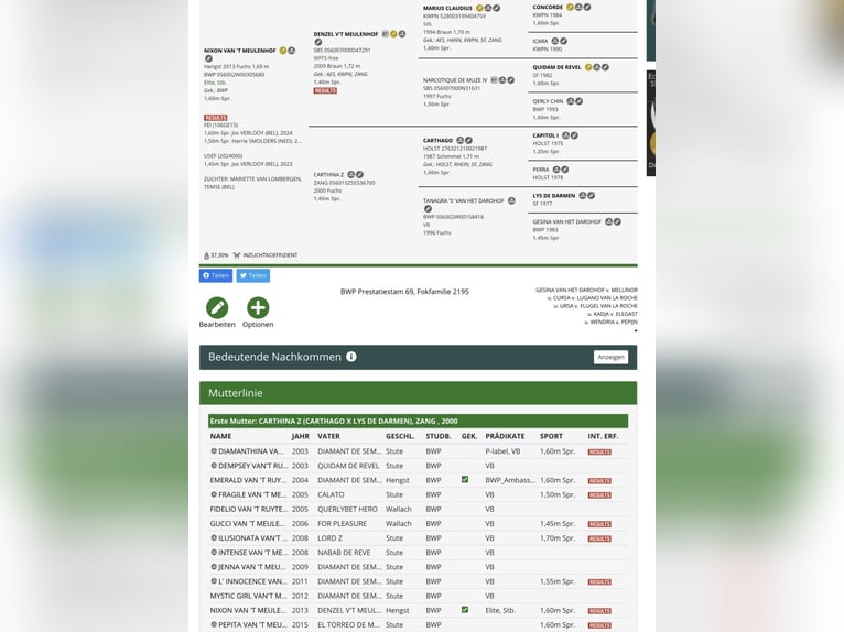 Zangersheide Hengst 3 Jaar 167 cm Vos in Gersten