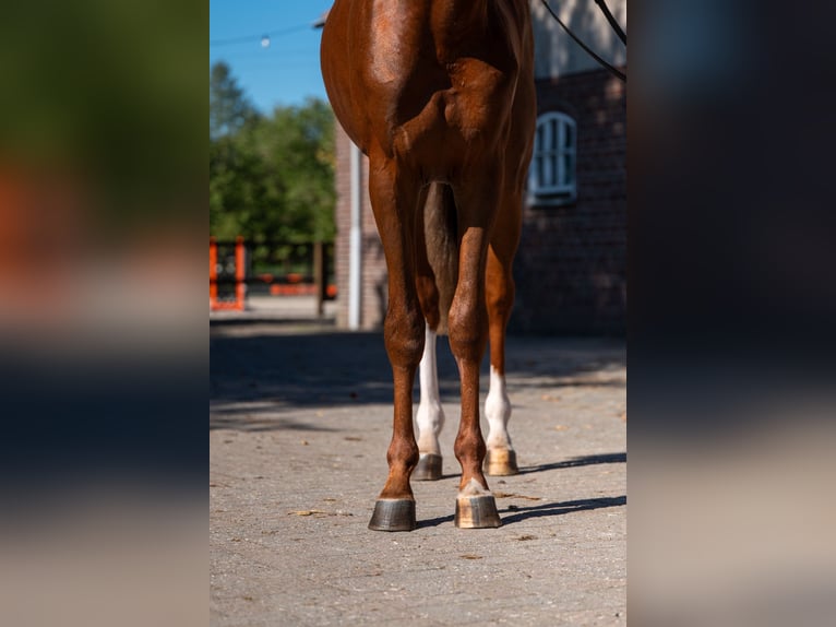 Zangersheide Hengst 3 Jaar 167 cm Vos in Kaulille