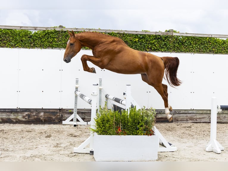 Zangersheide Hengst 3 Jaar 167 cm Vos in Waddinxveen