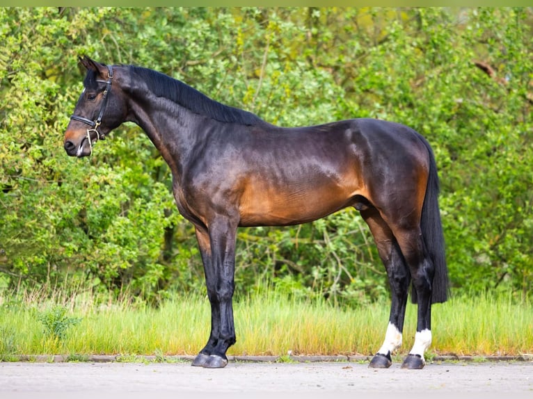 Zangersheide Hengst 3 Jaar 168 cm Donkerbruin in Weiterstadt