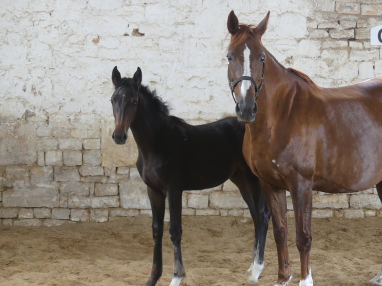 Zangersheide Hengst 3 Jaar 168 cm Donkerbruin in Mücheln (Geiseltal)