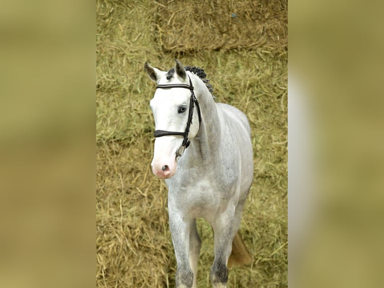 Zangersheide Hengst 3 Jaar 168 cm Schimmel in Bladel