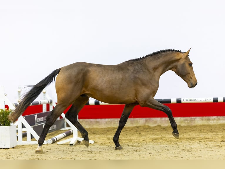 Zangersheide Hengst 3 Jaar 169 cm Bruin in Waddinxveen