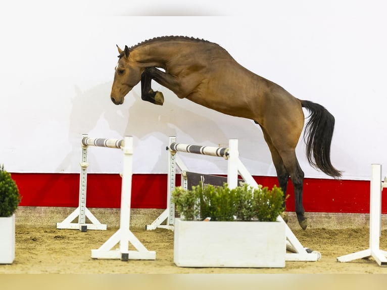 Zangersheide Hengst 3 Jaar 169 cm Bruin in Waddinxveen