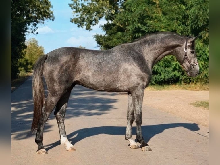 Zangersheide Hengst 3 Jaar 169 cm Zwartschimmel in Scheibenberg