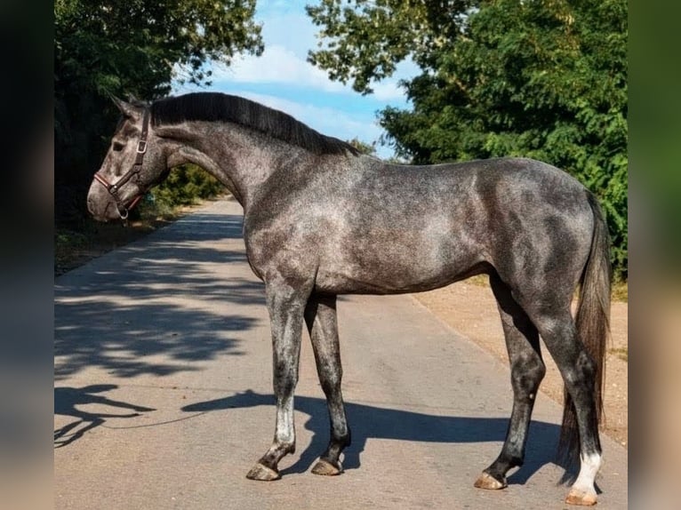 Zangersheide Hengst 3 Jaar 169 cm Zwartschimmel in Scheibenberg