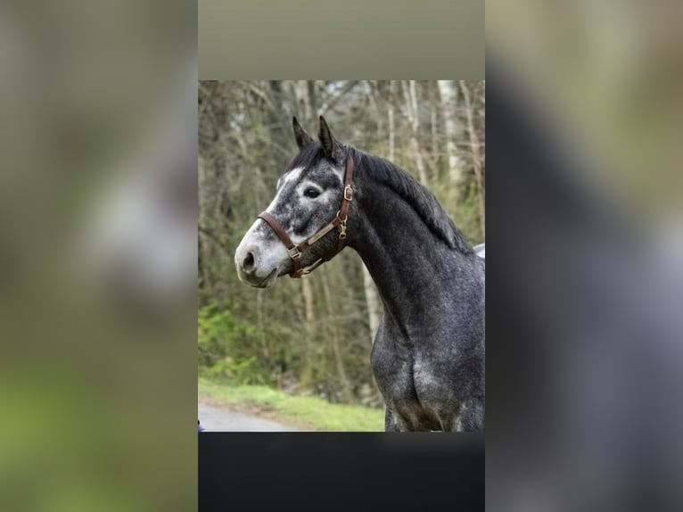 Zangersheide Hengst 3 Jaar 169 cm Zwartschimmel in Scheibenberg