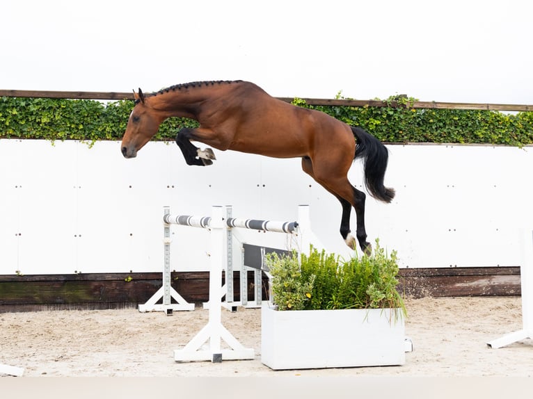 Zangersheide Hengst 3 Jaar 170 cm Bruin in Waddinxveen Zangersheide Hengst 3 Jaar 170 cm Bruin in Waddinxveen