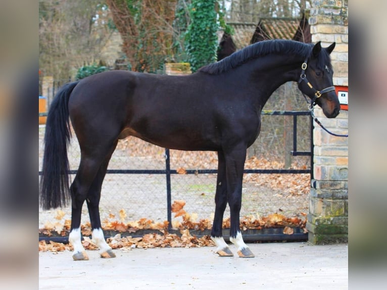 Zangersheide Hengst 3 Jaar 170 cm Donkerbruin in Alt Mölln