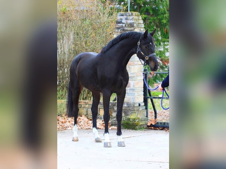 Zangersheide Hengst 3 Jaar 170 cm Donkerbruin in Alt Mölln