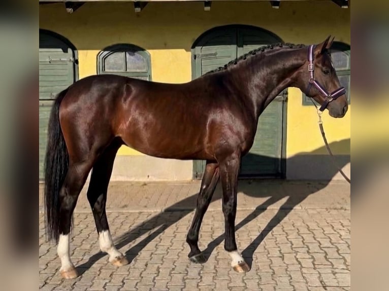 Zangersheide Hengst 3 Jaar 170 cm Donkerbruin in Murska Soboda