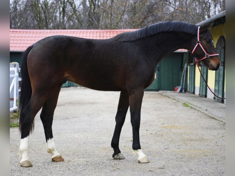 Zangersheide Hengst 3 Jaar 170 cm Donkerbruin in Murska Soboda