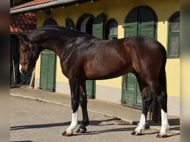 Zangersheide Hengst 3 Jaar 170 cm Donkerbruin in Murska Soboda